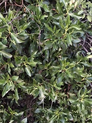 Myoporum laetum