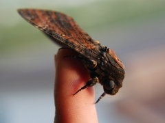 Acherontia