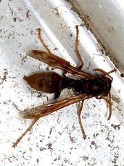 Polistes humilis humilis