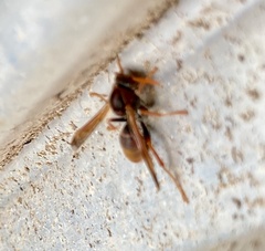 Polistes humilis humilis