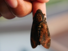 Acherontia