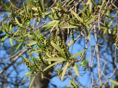 Sapium haematospermum