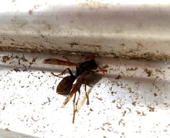 Polistes humilis humilis