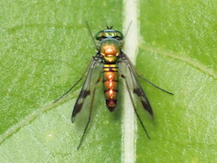 Condylostylus quadricolor