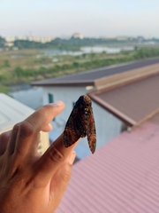 Acherontia