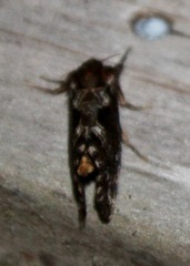 Korscheltellus gracilis