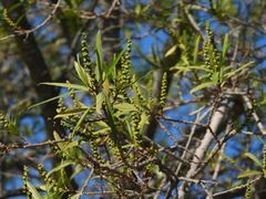 Sapium haematospermum