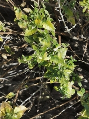 Brickellia veronicifolia