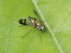 Condylostylus quadricolor