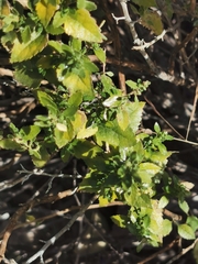 Brickellia veronicifolia