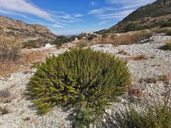 Brickellia veronicifolia