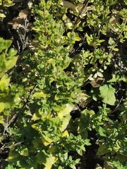 Brickellia veronicifolia