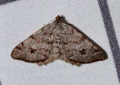 Macaria signaria