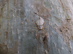 Herennia multipuncta