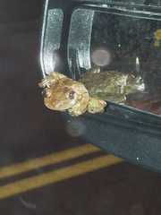 Osteopilus septentrionalis