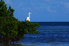 Ardea herodias occidentalis