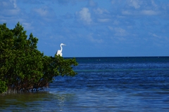 Ardea herodias occidentalis