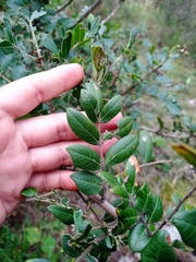 Rhus virens