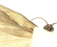 Aphomia terrenella