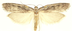 Aphomia terrenella
