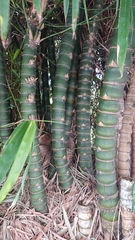 Bambusa tuldoides
