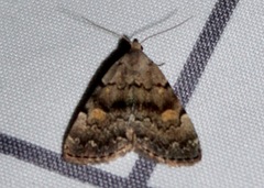 Idia concisa