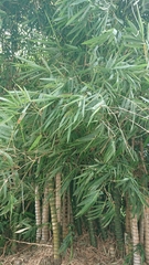 Bambusa tuldoides