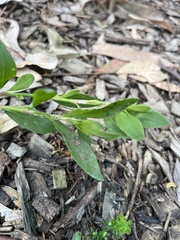 Polygonum aviculare