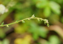 Gonocarpus tetragynus