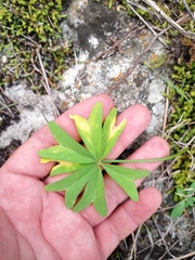 Oxalis decaphylla
