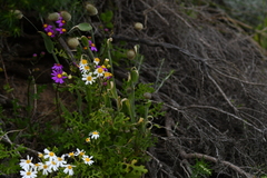 Senecio elegans