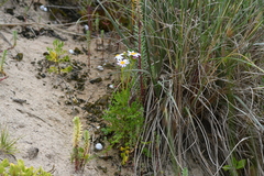 Senecio elegans