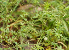 Gonocarpus tetragynus