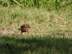 Pseudoseisura lophotes