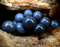 Cribraria argillacea