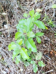 Olearia arborescens
