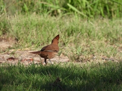 Pseudoseisura lophotes