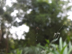 Gasteracantha geminata