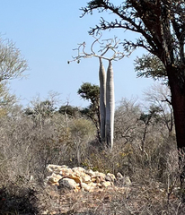 Pachypodium
