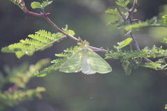 Synchlora bistriaria