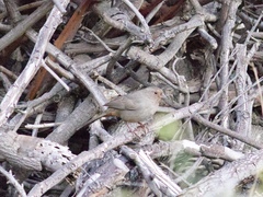 Melozone crissalis