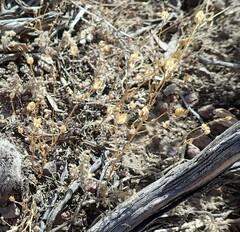 Polemoniaceae