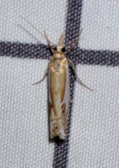 Crambus bidens