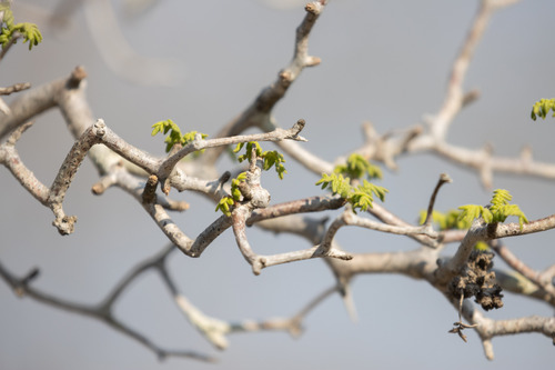 Commiphora monstruosa