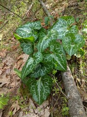 Asarum hartwegii