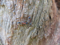 Tetraponera rufonigra