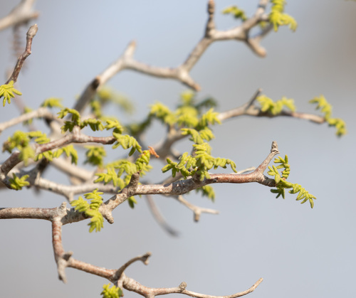 Commiphora monstruosa