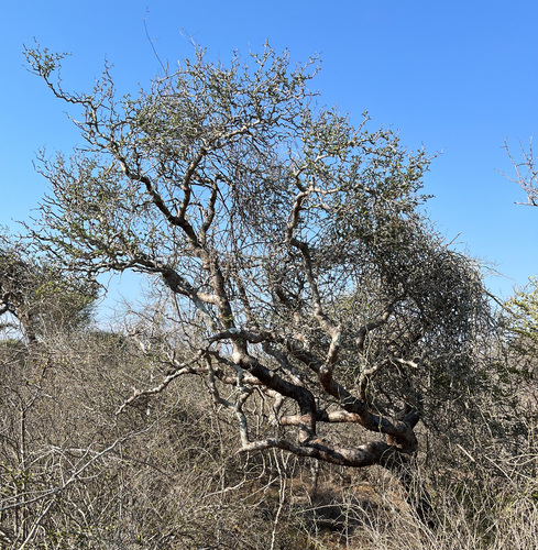 Commiphora monstruosa
