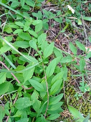 Stevia ovata