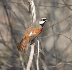 Calicalicus rufocarpalis